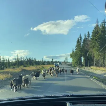 Hyttekos Og Ro Pa Budor, 4 Roms Med Peis Og Wifi * Nordset
